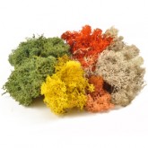 Lichen Lichen