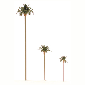 Palm Trees Palm Trees