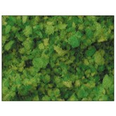 Ground Cover & Foliage Ground Cover & Foliage