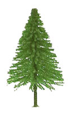 Fir Fir