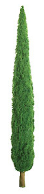 Poplar Poplar
