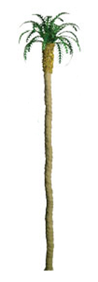 Palm Palm