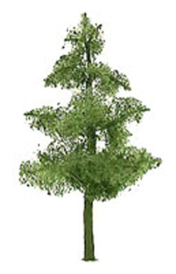 Pine Pine