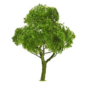 Deciduous Deciduous