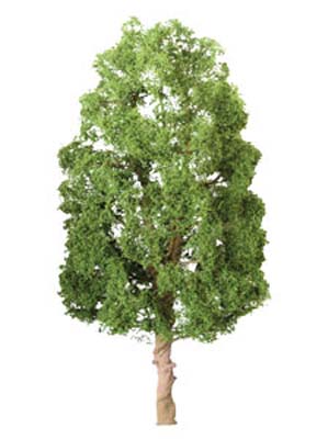 Sycamore Sycamore