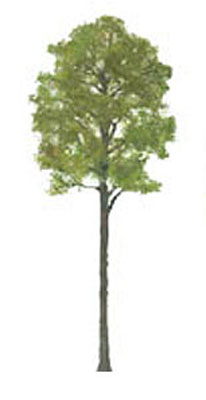 Cypress Cypress