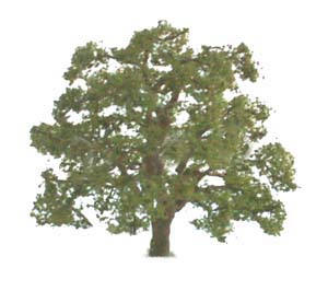 Live Oak Live Oak