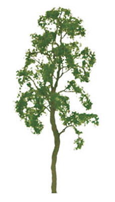 Birch Birch