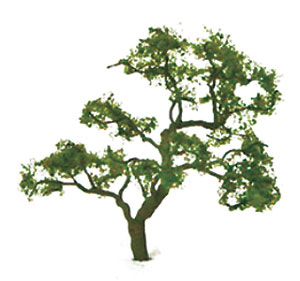 Beech Beech